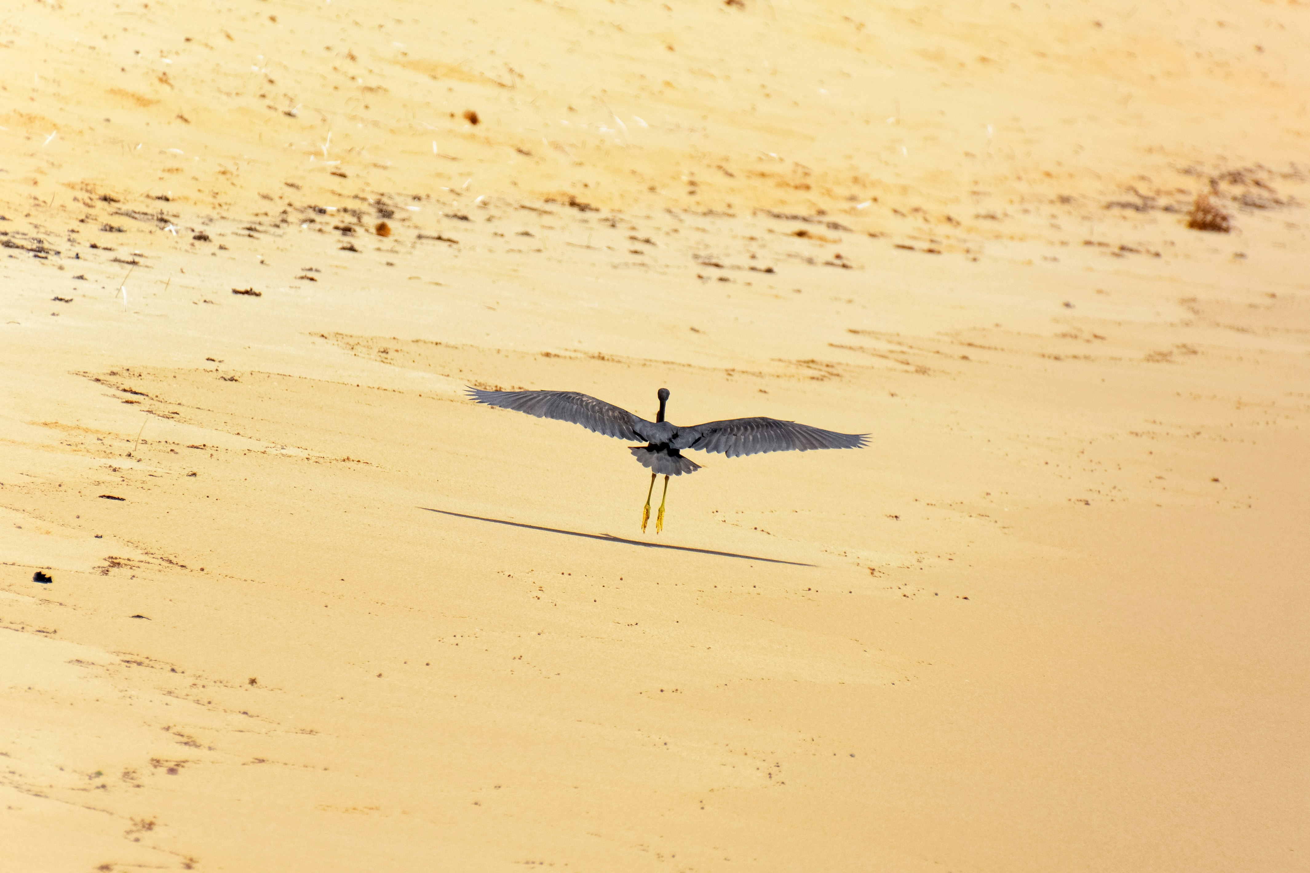 grey and black bird on brown sand during daytime